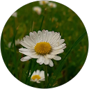 Daisy profile picture